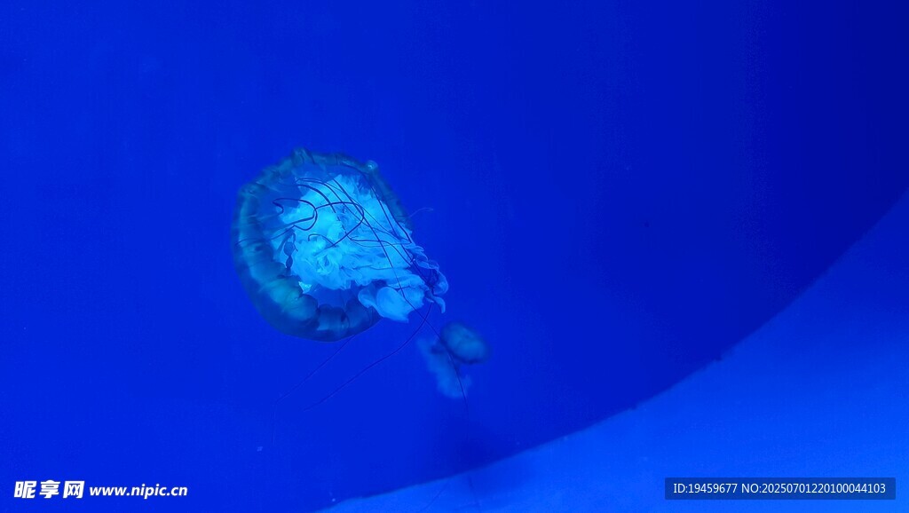 海底世界透明水母