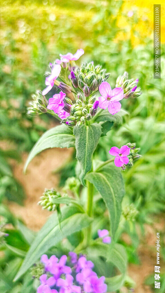 蓝香芥
