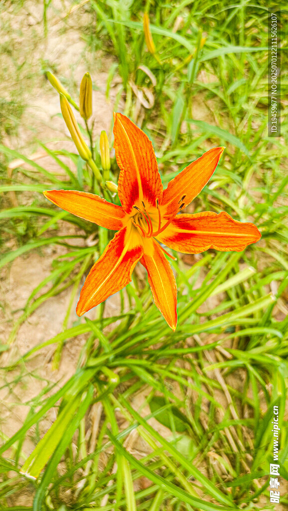 橙色百合花绽放于草地
