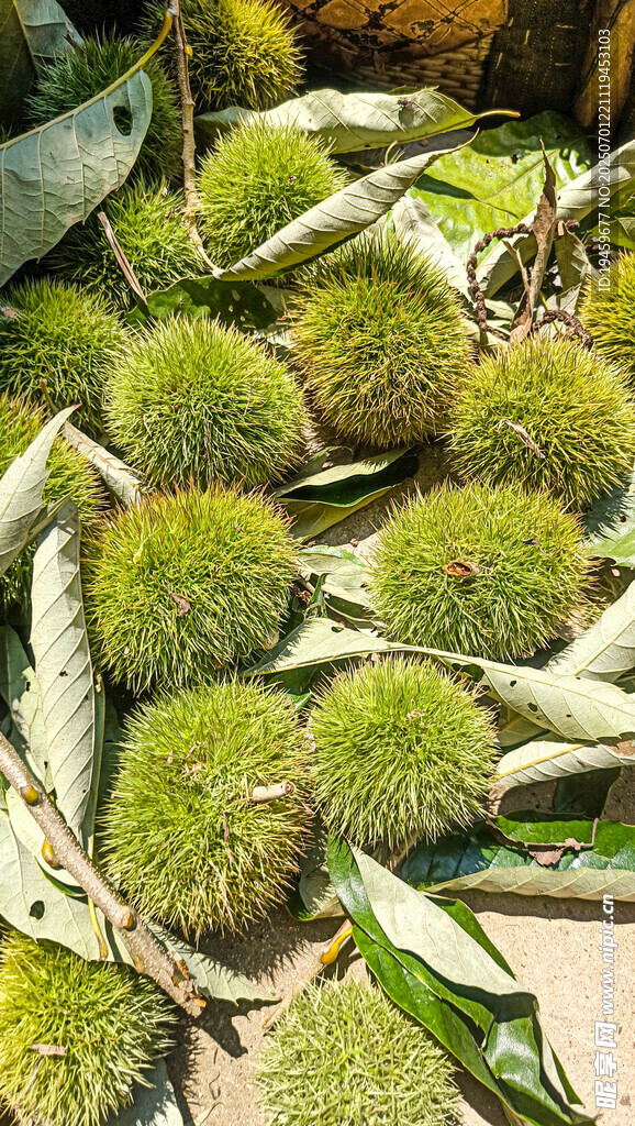 新鲜板栗