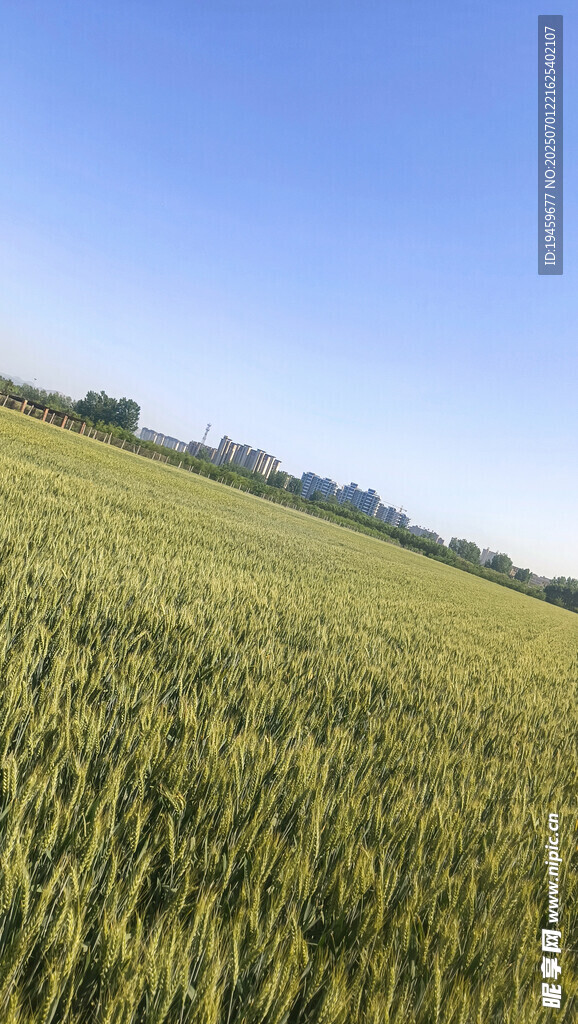 小麦田地