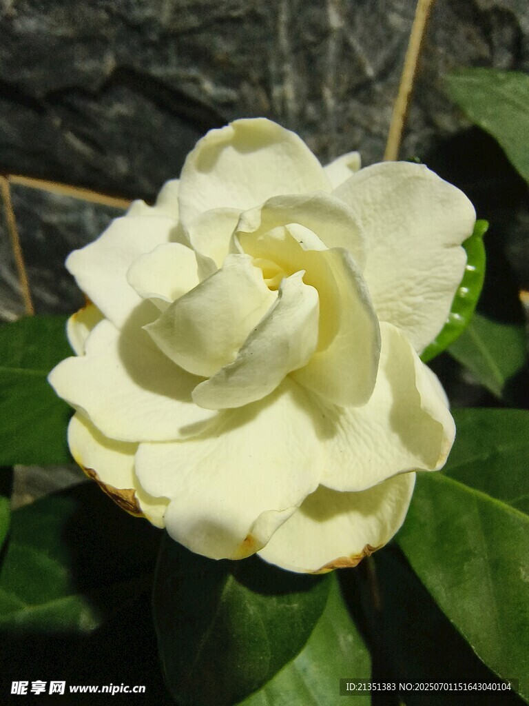 栀子花