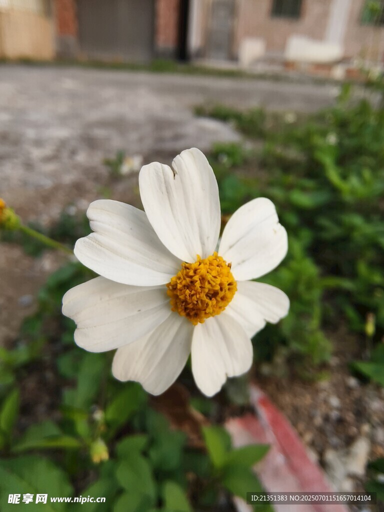 雏菊