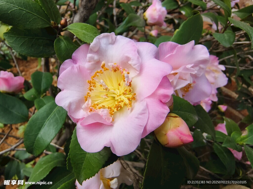 茶花