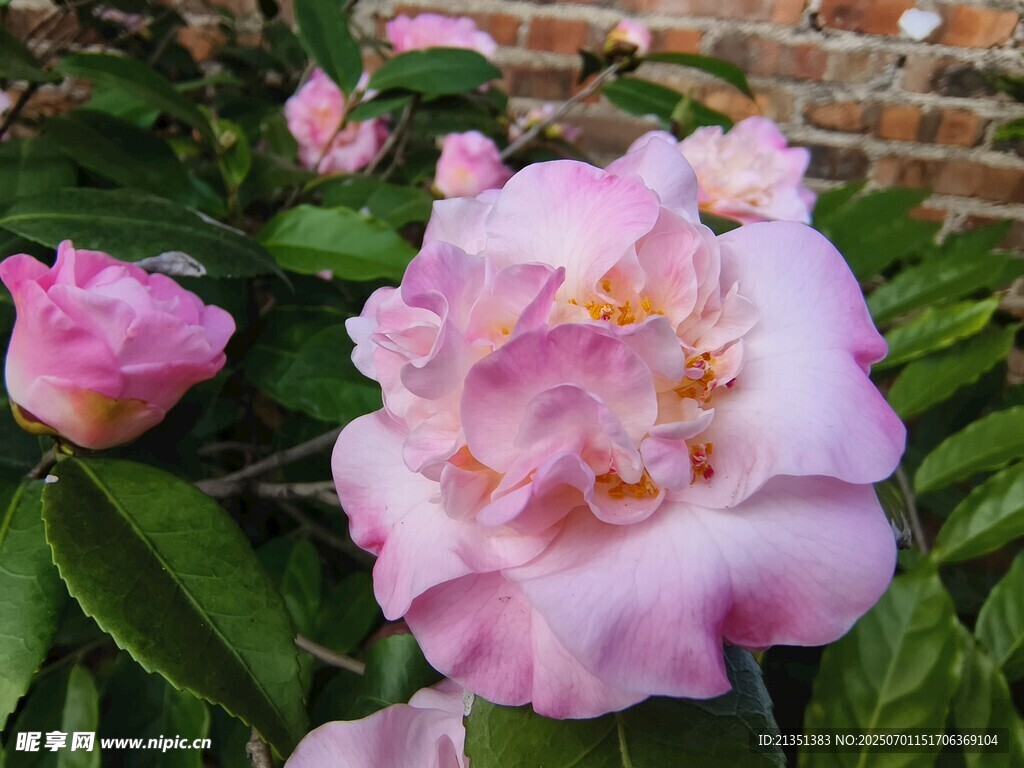 重瓣茶花