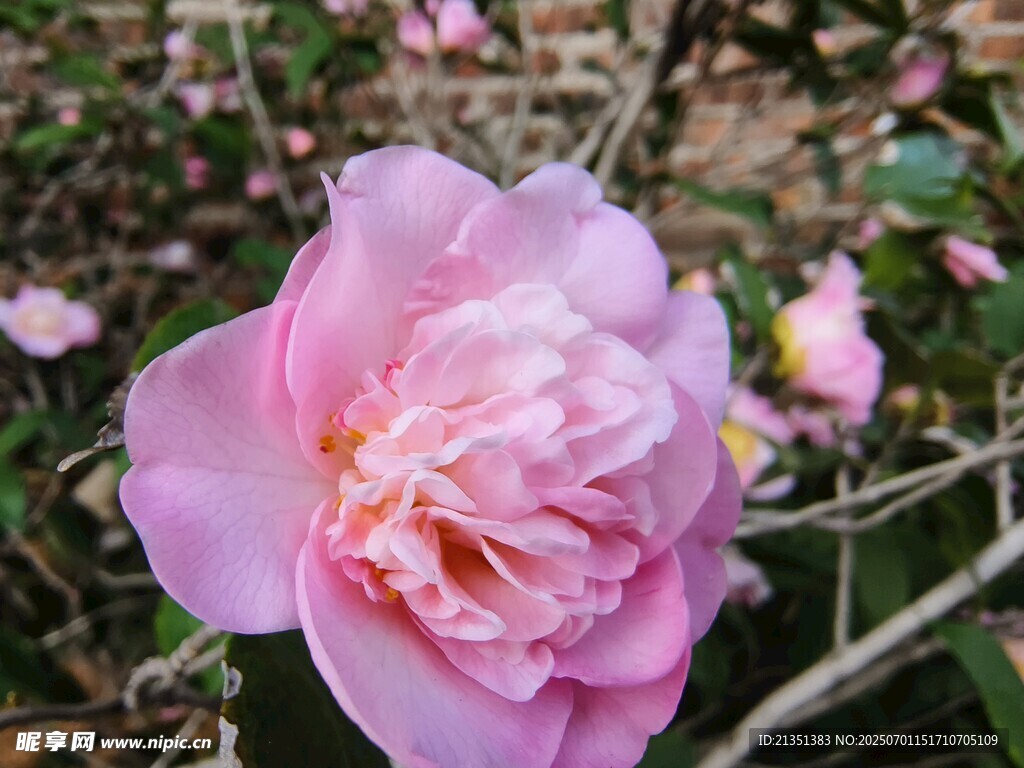 重瓣茶花