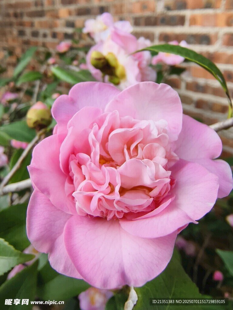茶花