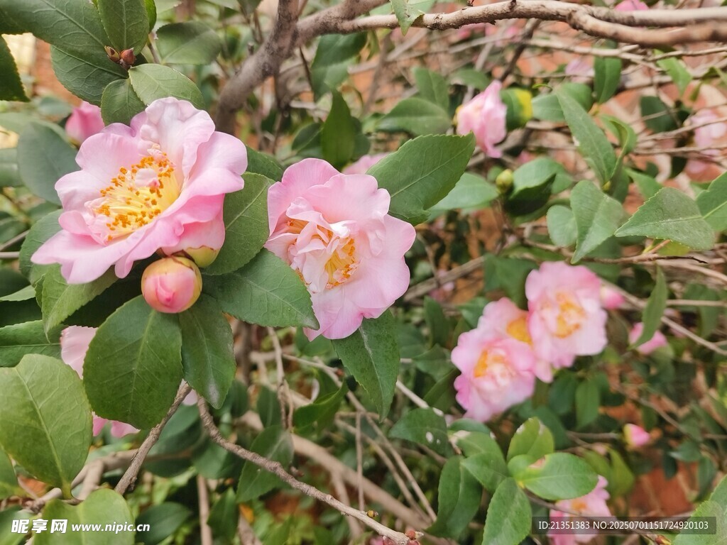 茶花