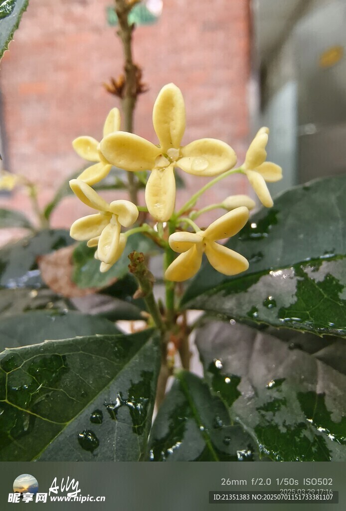 桂花