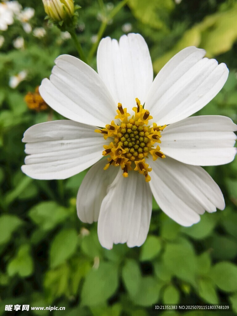 雏菊