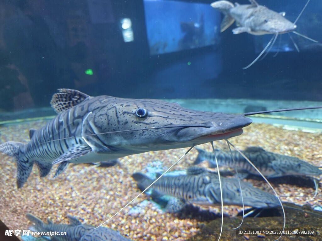 虎皮鸭嘴鲶
