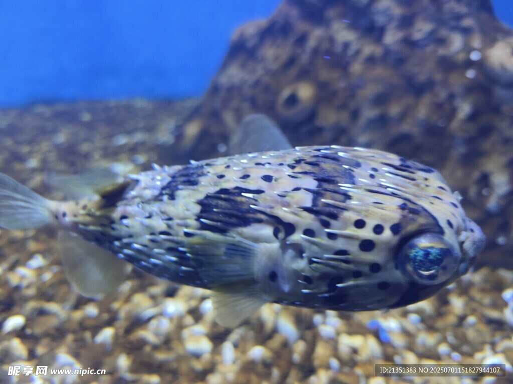 海洋生物