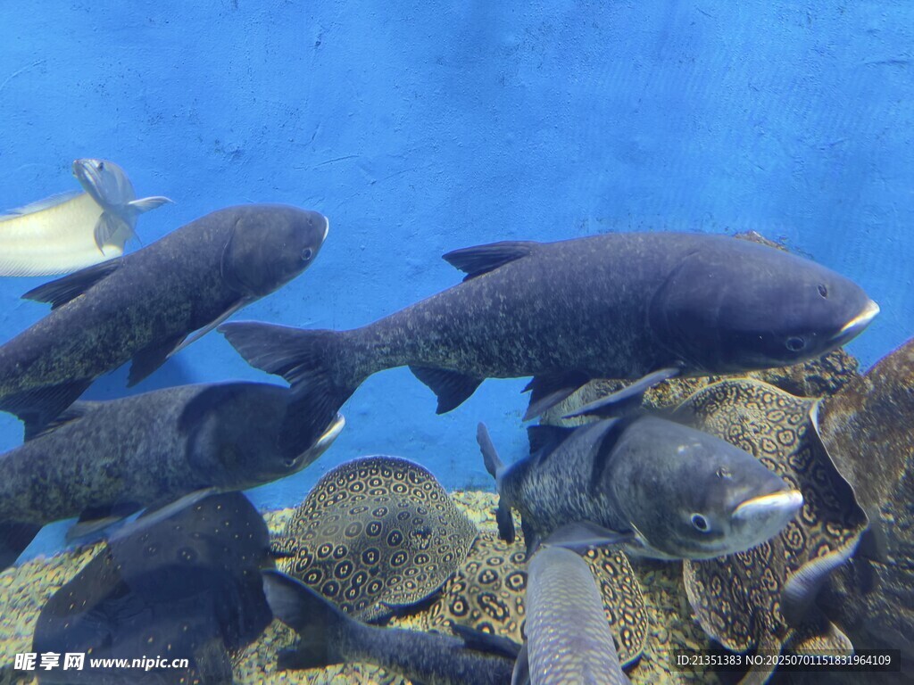 海洋生物