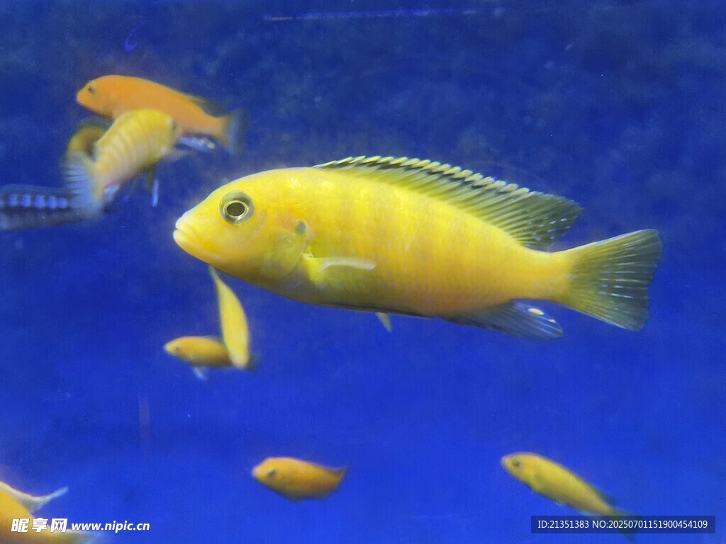 非洲凤凰鱼