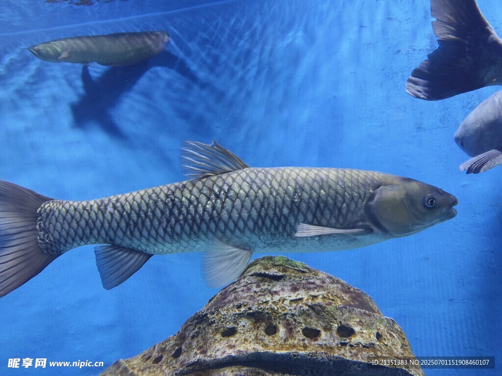 海底鱼