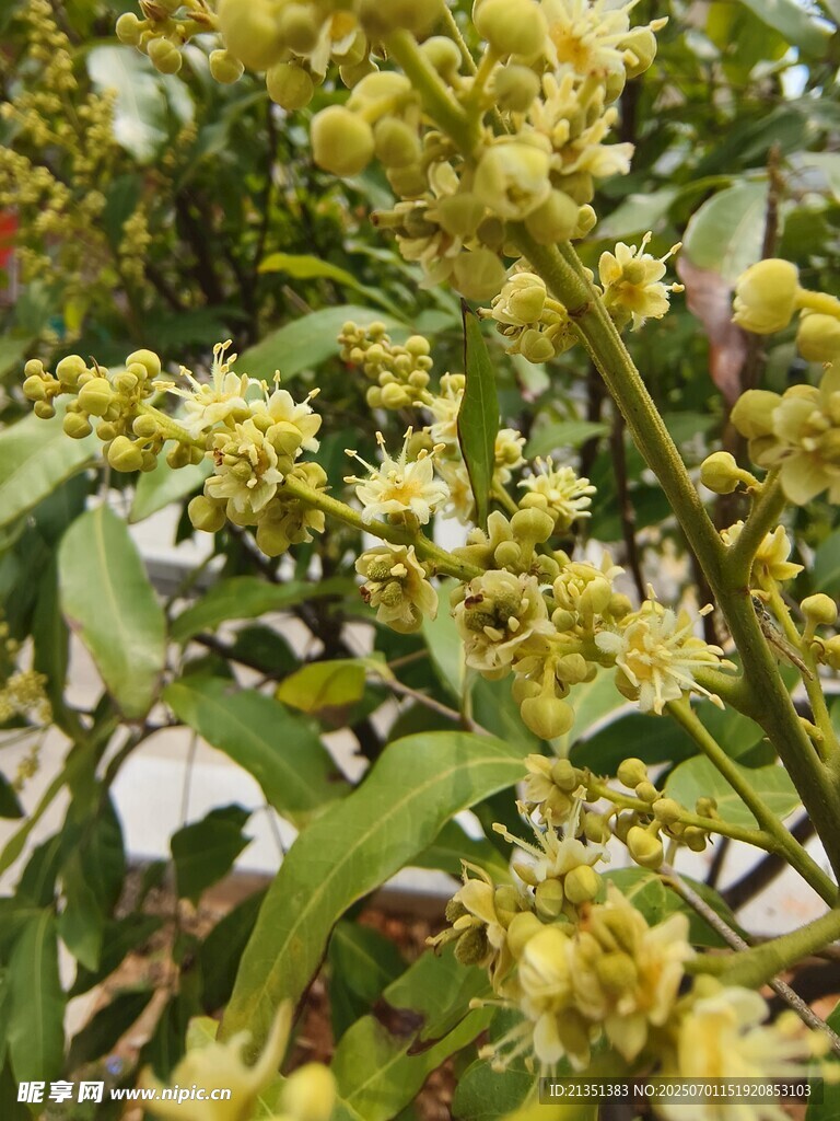 龙眼花