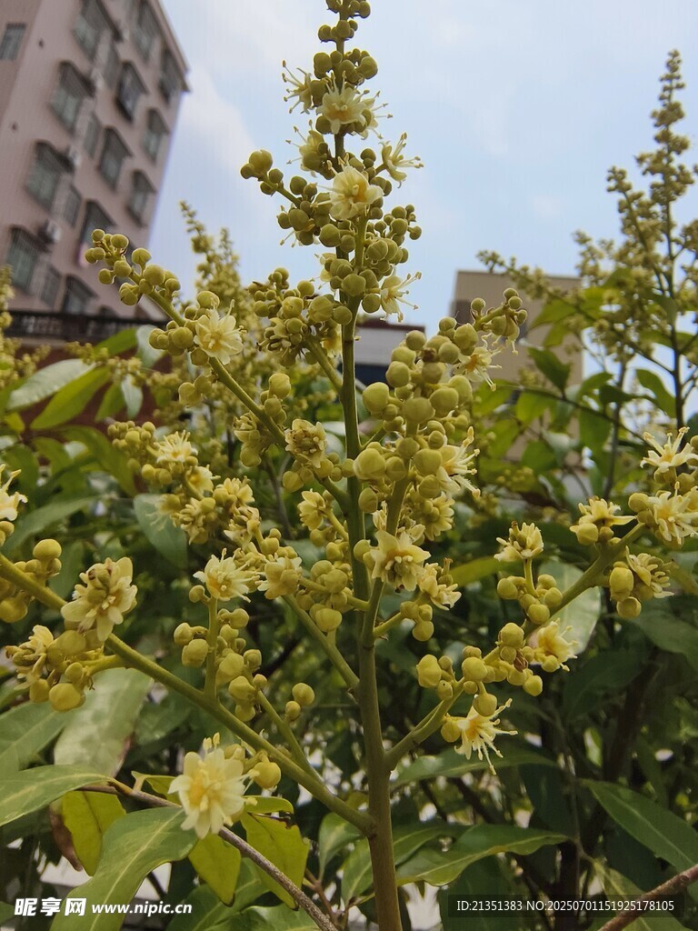 龙眼花