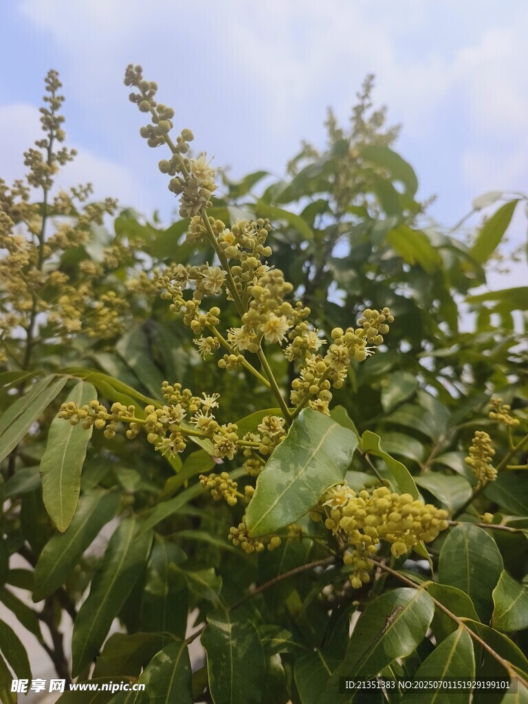 龙眼花
