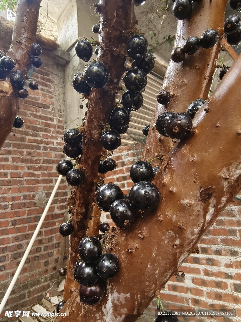嘉宝果