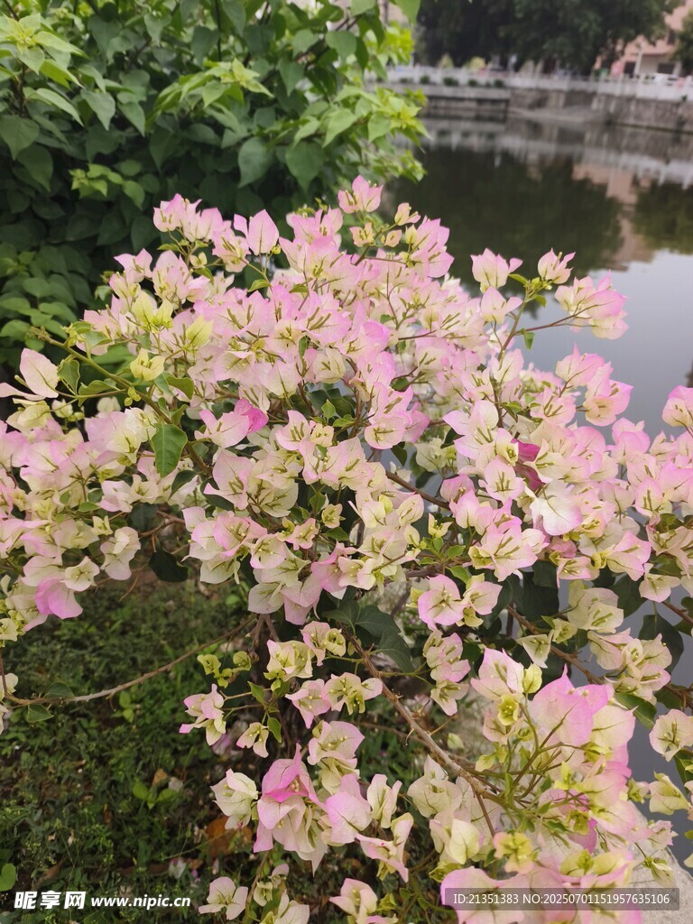 三角梅