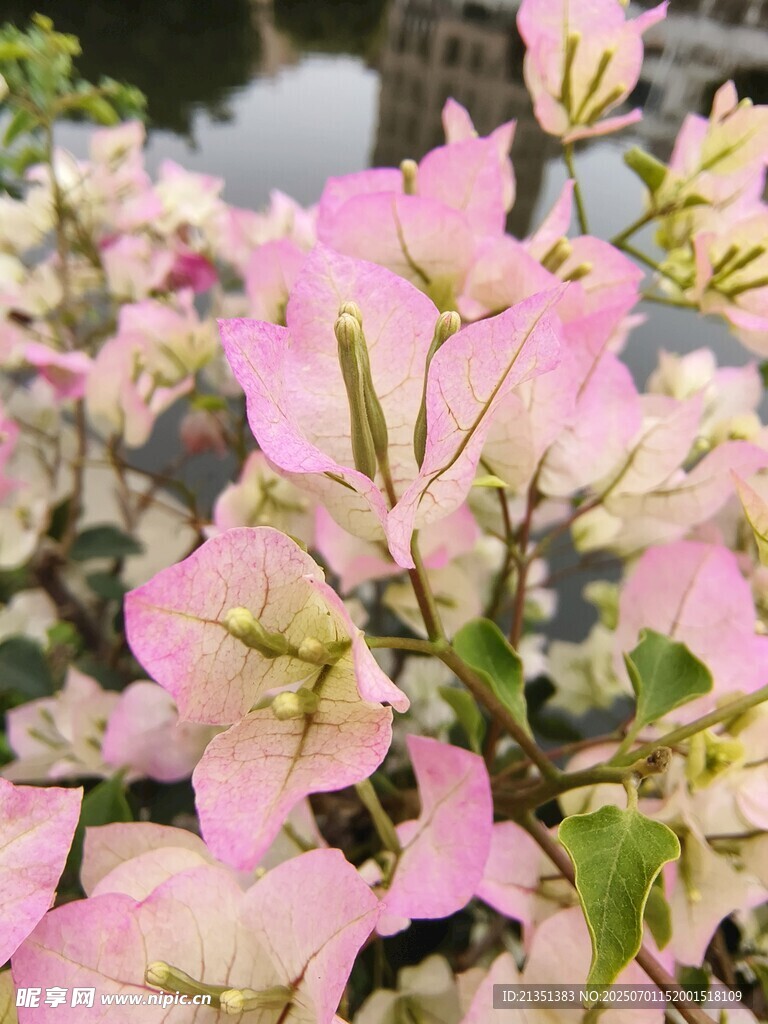 三角梅