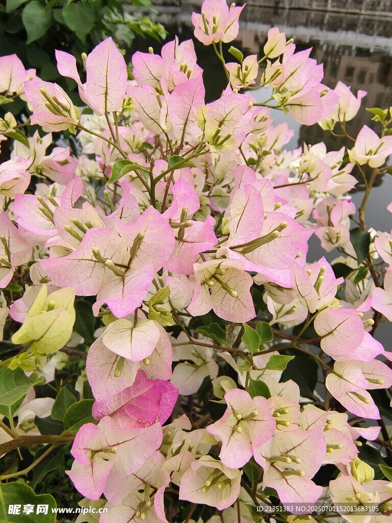 叶子花