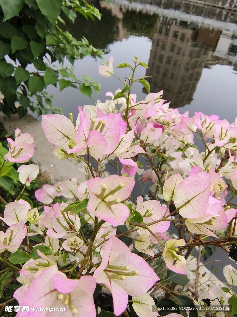 三角梅