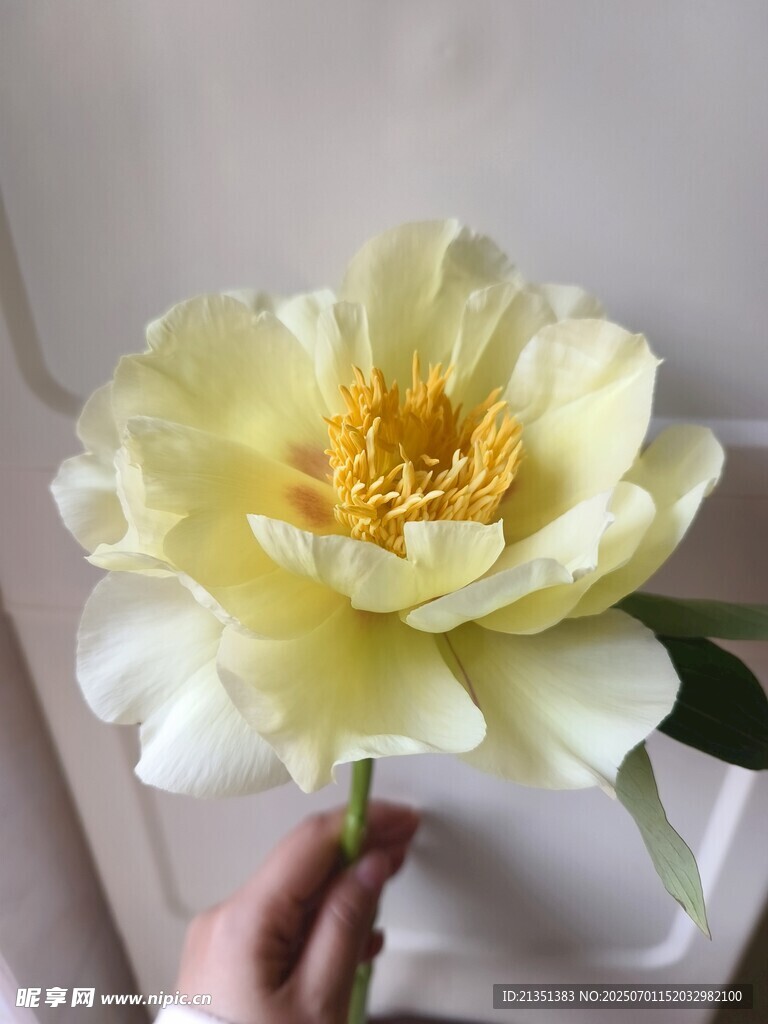 芍药