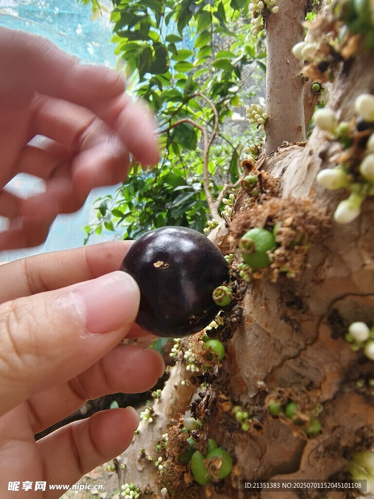 嘉宝果