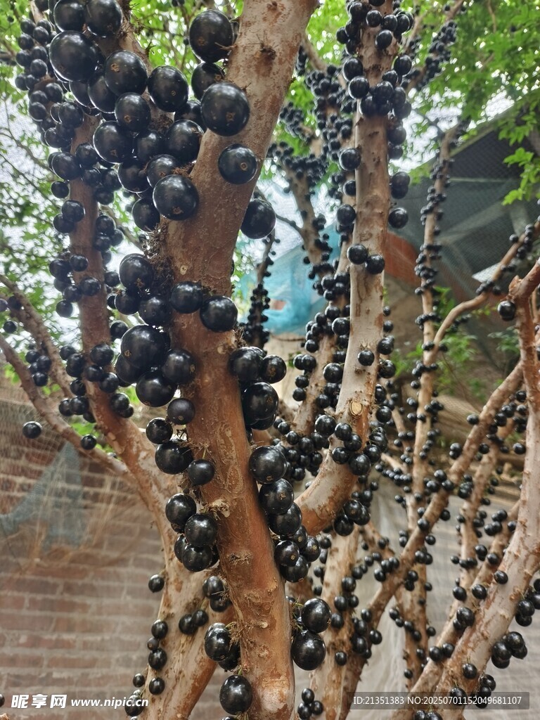嘉宝果