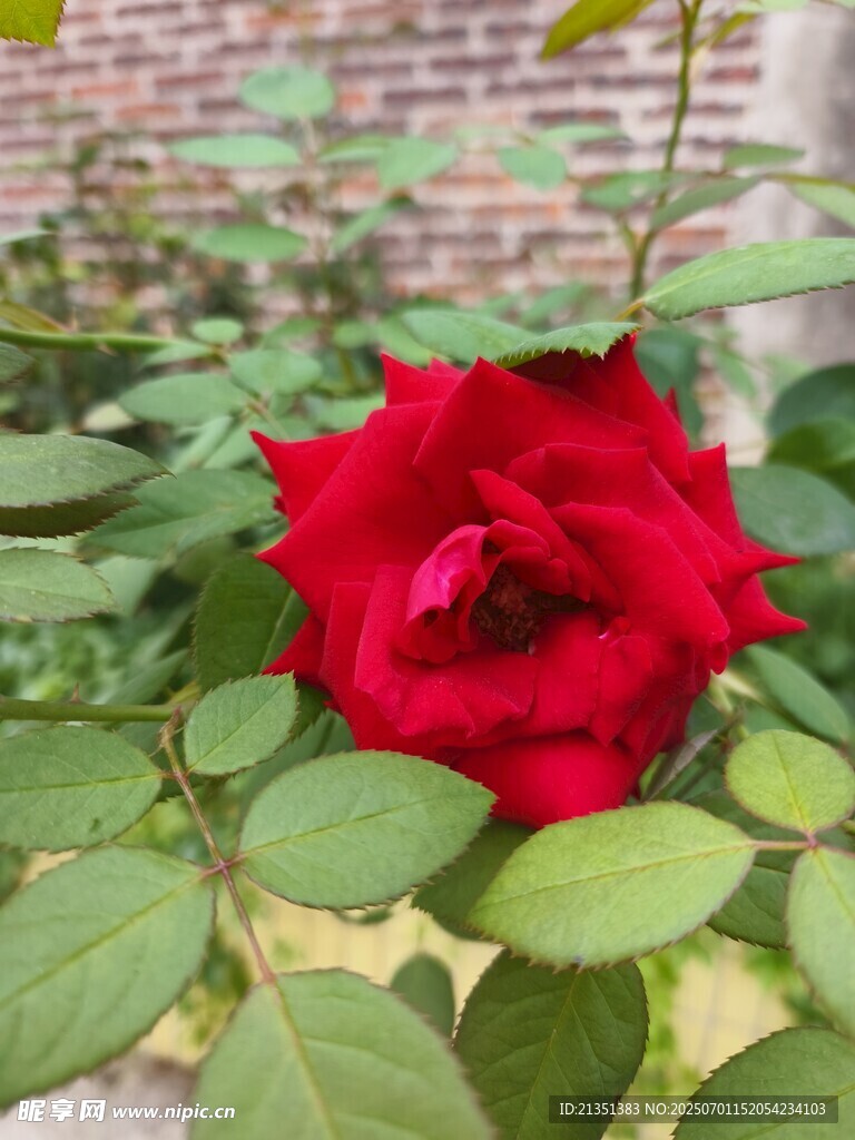 玫瑰花