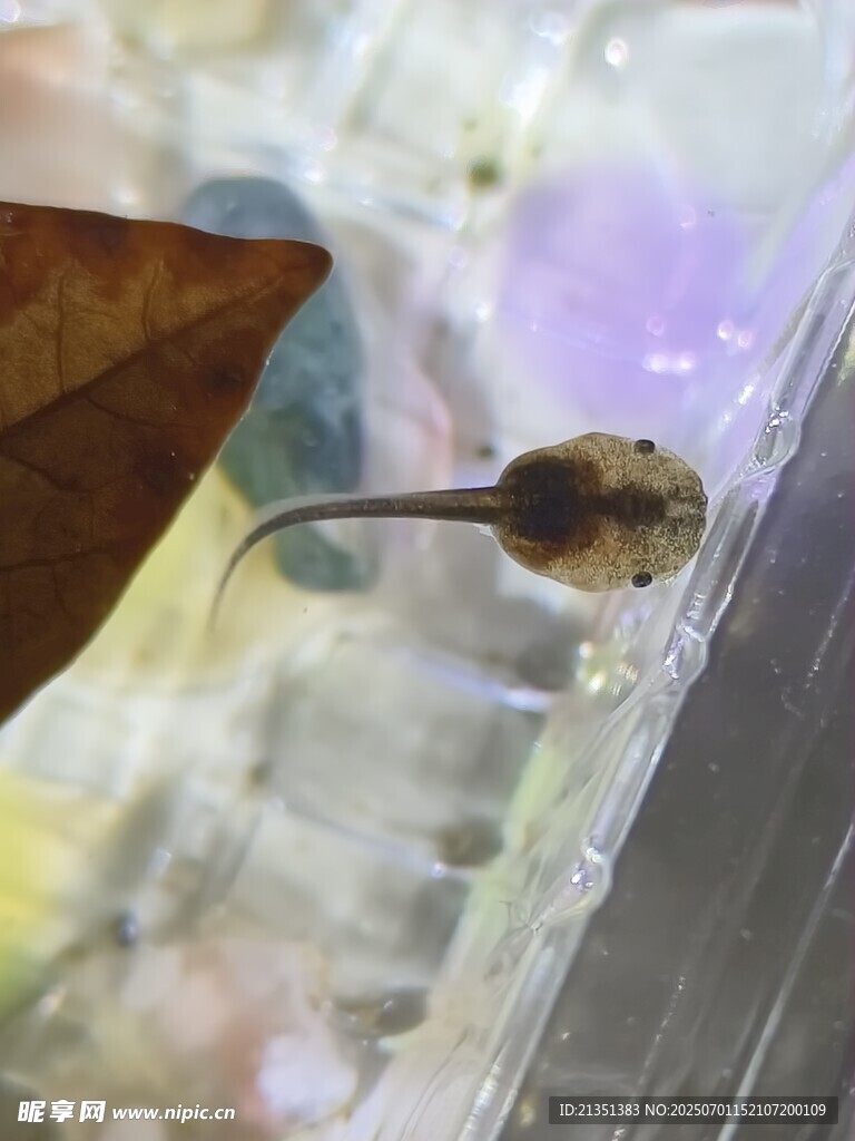 蝌蚪