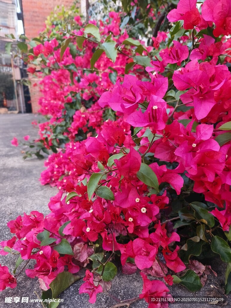 三角梅