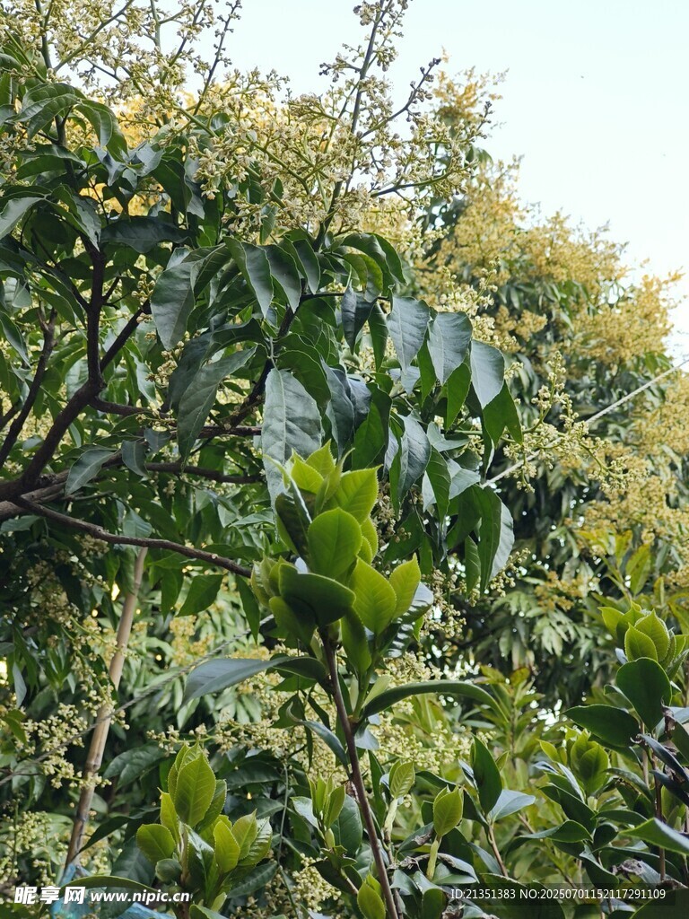 果树开花