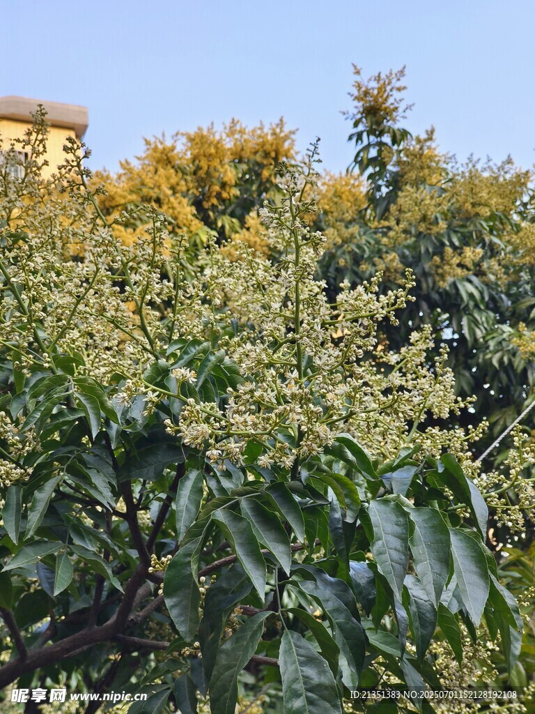 开花