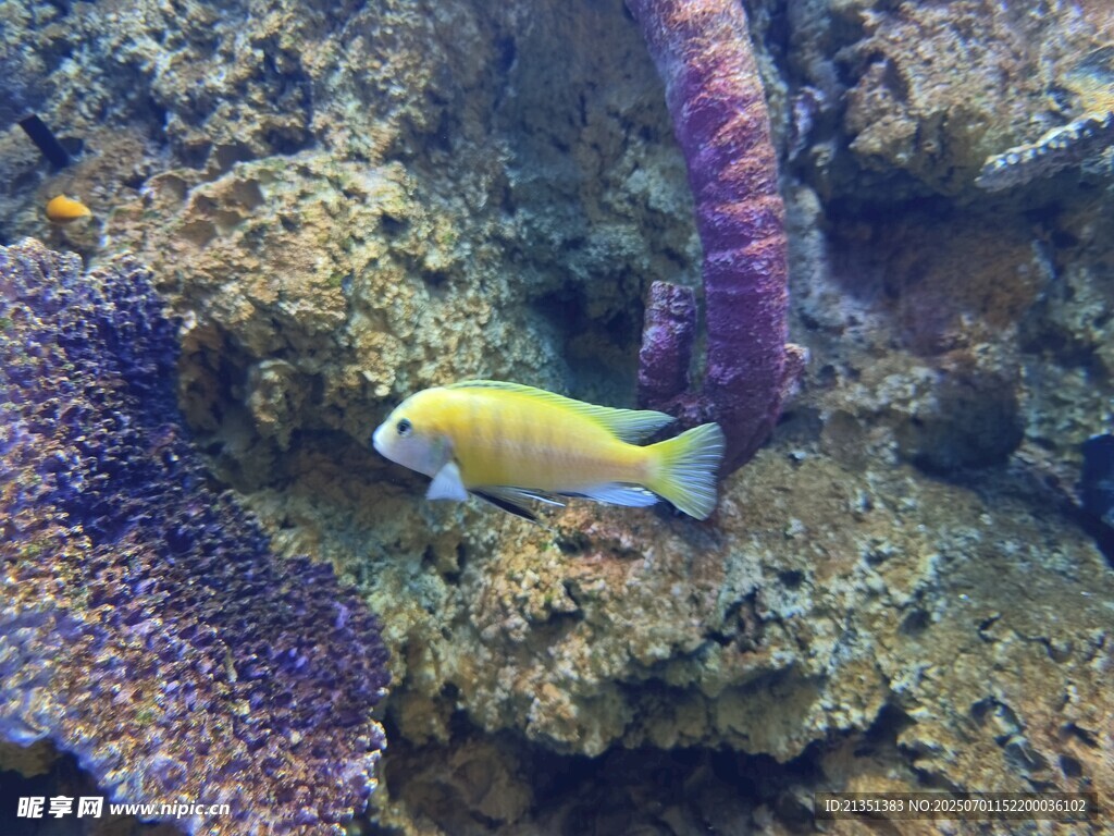 小鱼