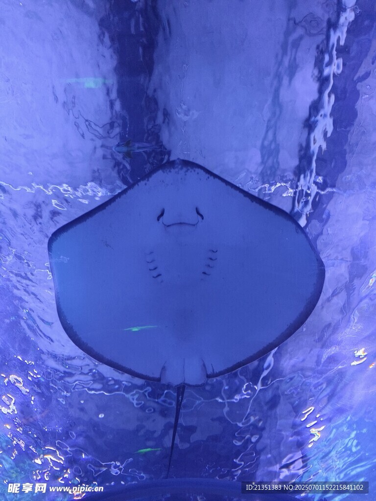 魔鬼鱼