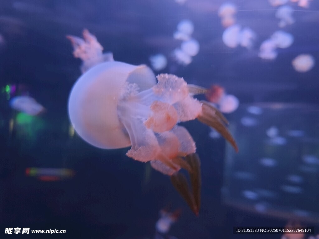 水母