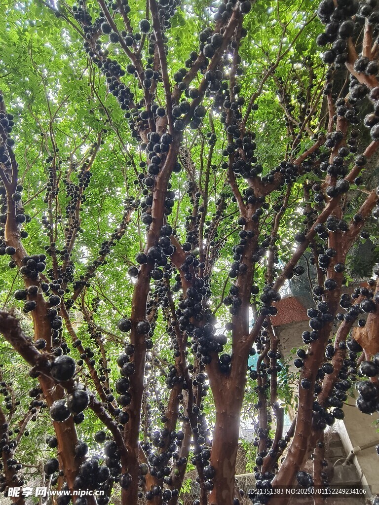 嘉宝果