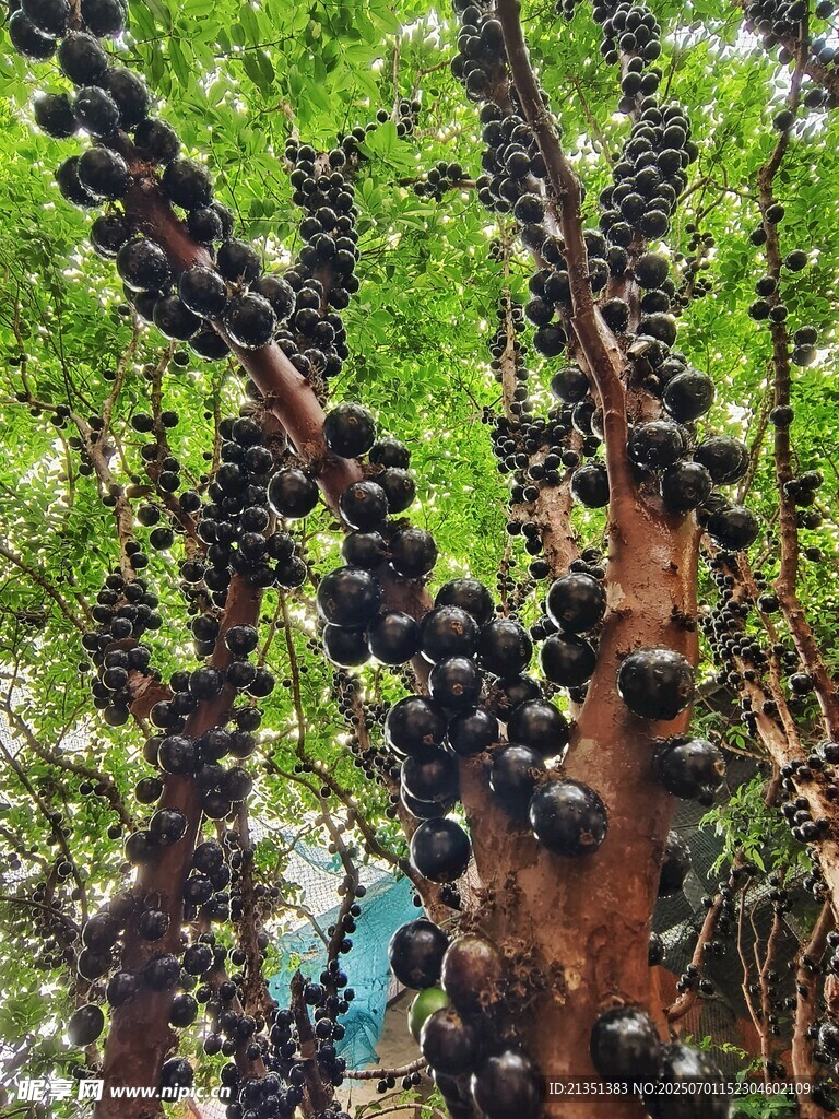 嘉宝果