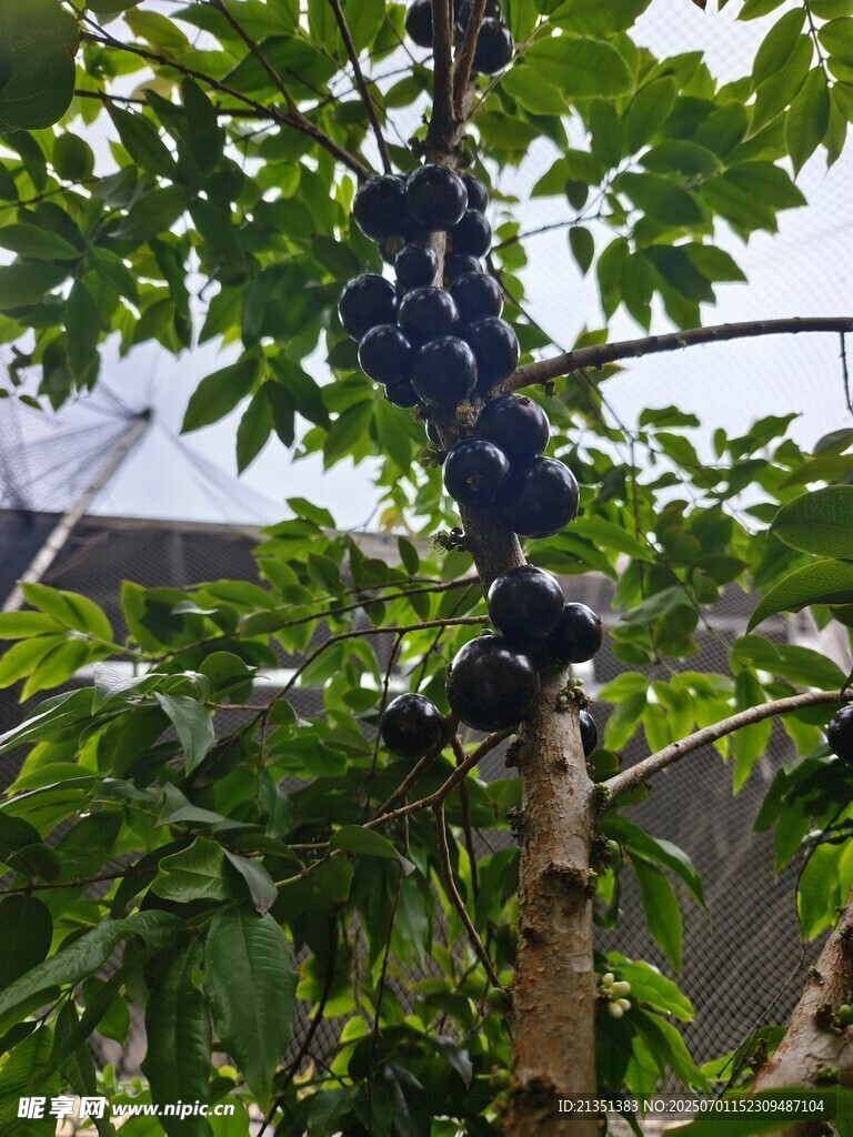 树葡萄