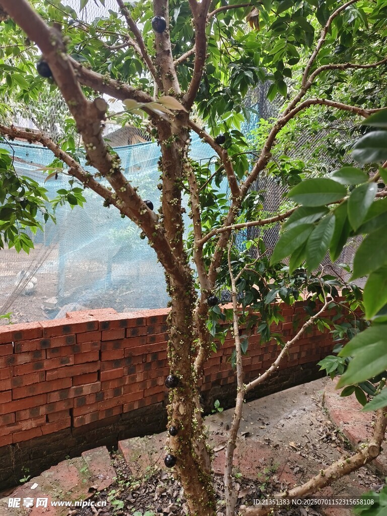 嘉宝果