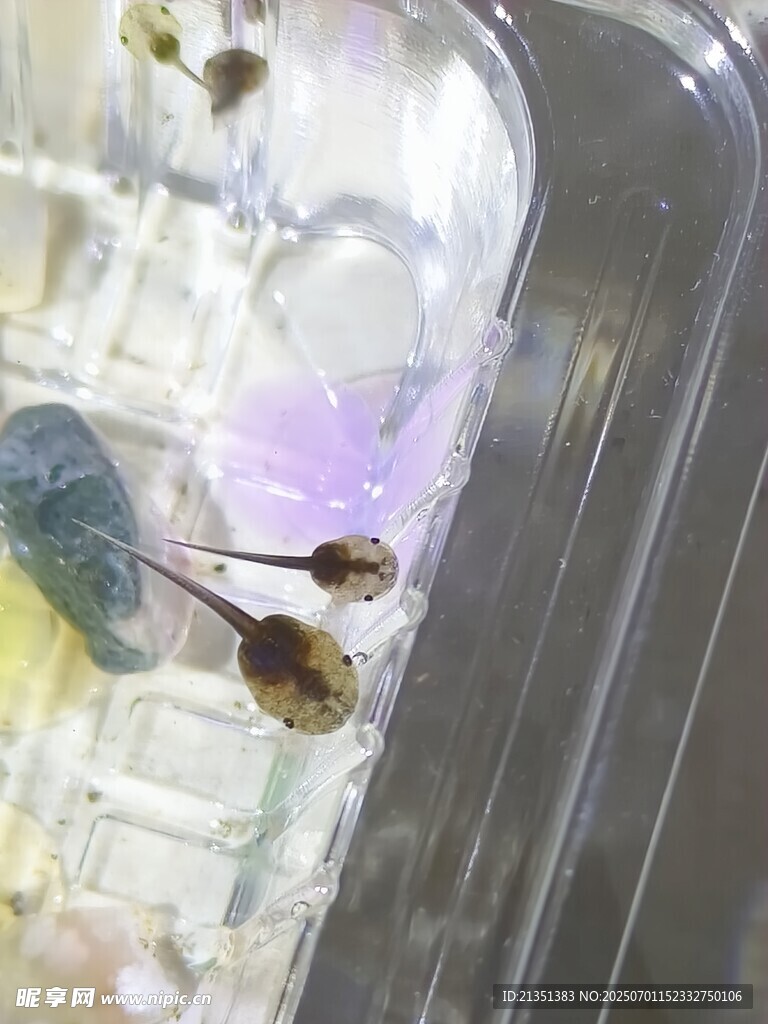 蝌蚪