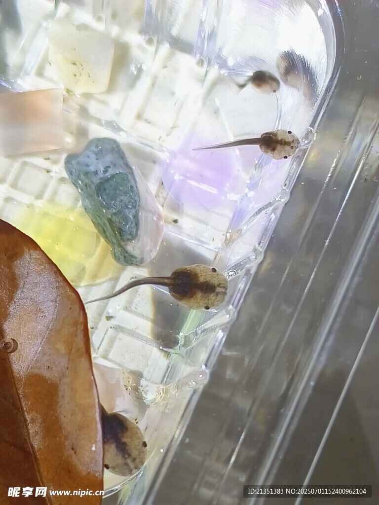 蝌蚪