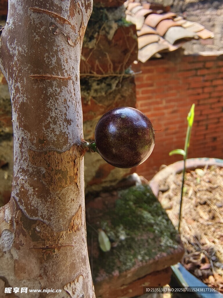 嘉宝果