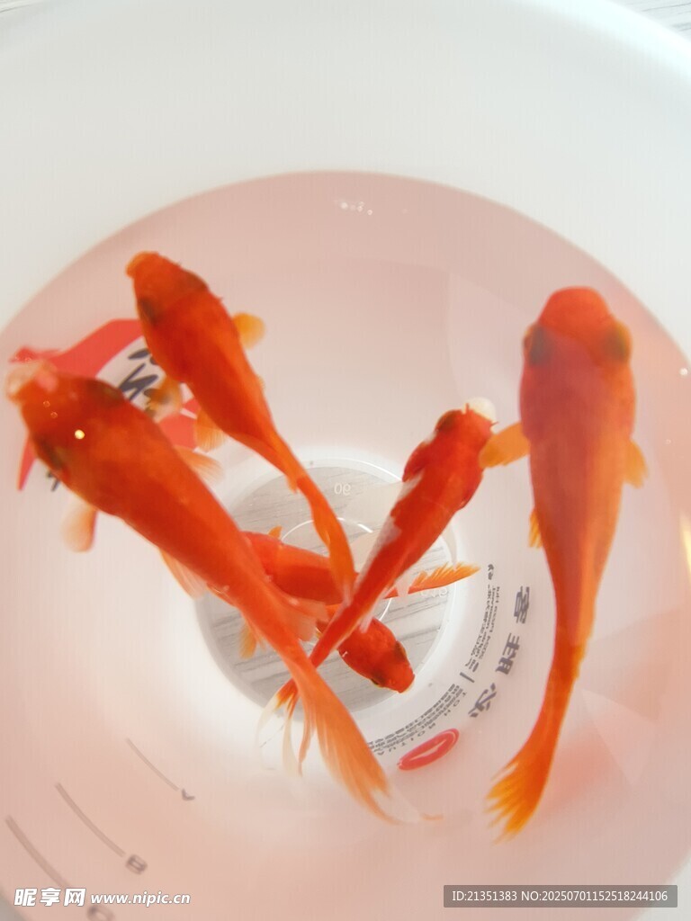 小金鱼