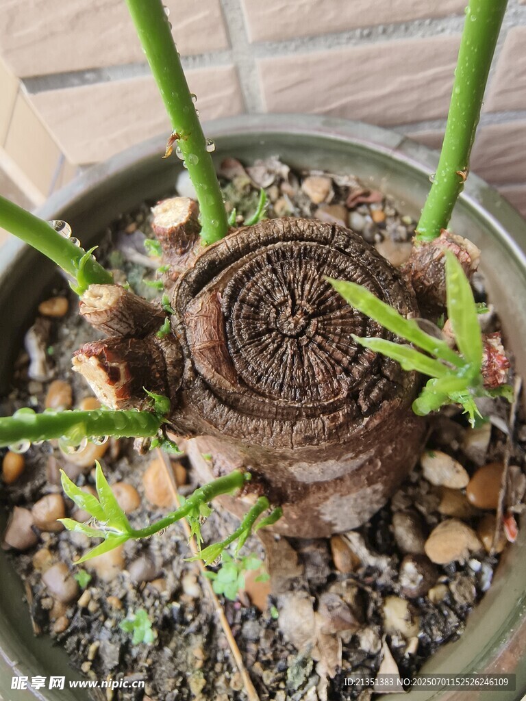 生机