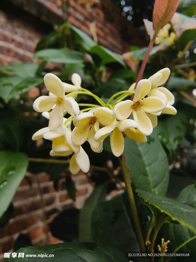 桂花
