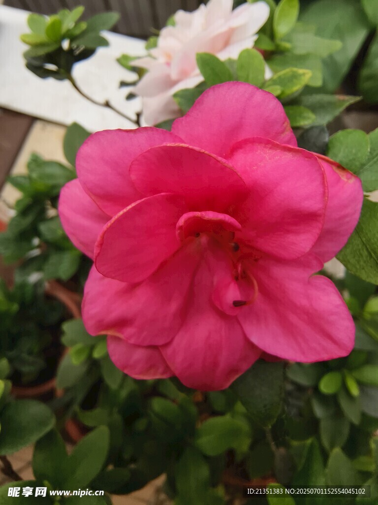 西洋杜鹃
