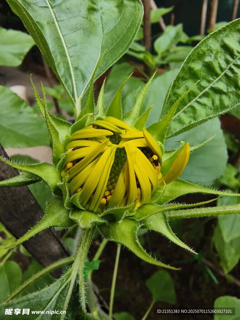 向日葵花苞